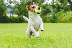 Jack Russell terrier plays fetch in a dog-friendly yard.