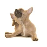 Small Chihuahua itches. Protect your dog from fleas and ticks.