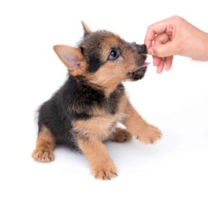 Giving your dog medication: Owner gives small Yorkie puppy medication hidden in a treat.