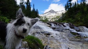 Dog enjoys standing by mountain stream.