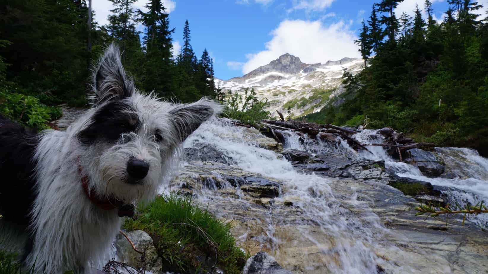 Dog enjoys standing by mountain stream. Take steps to hike with your dog. Protect paws, bring water, don't forget the leash and make sure your dog is healthy and in good shape for the hike.