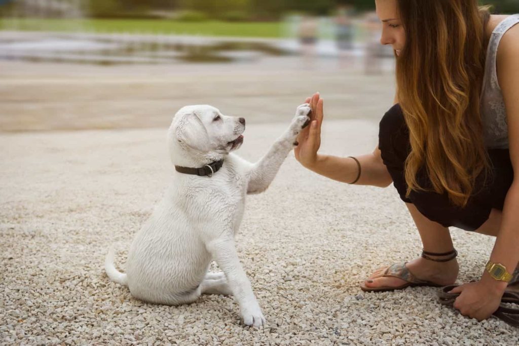 Woman gives her lab puppy a high five. To improve your relationship with your dog, use training, spend lots of quality time and feed him healthy food and treats.