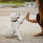 Woman gives her lab puppy a high five. To improve your relationship with your dog, use training, spend lots of quality time and feed him healthy food and treats.