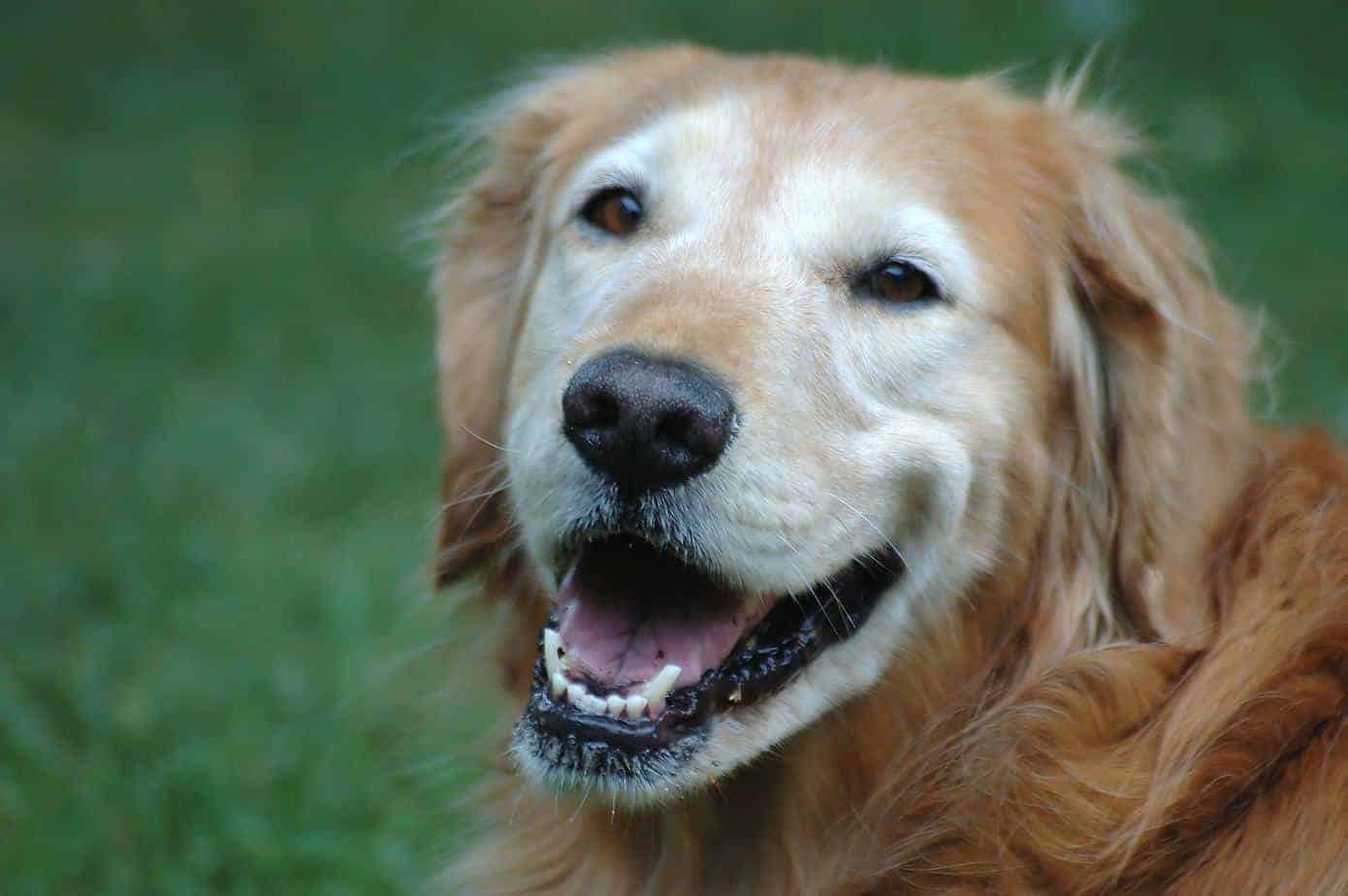 Take steps to help your aging dog like this golden retriever.