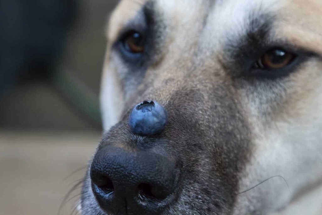 Large dog balances a blueberry on his nose. Blueberries are one of the best superfood snacks for dogs. Eating blueberries helps repair cell damage and control blood sugar.