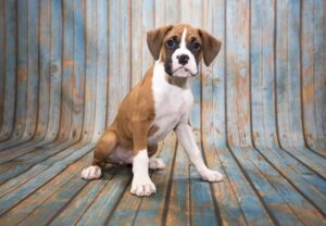 Boxer puppy looks sad. Boxers are one of five perfect dog breeds for first-time owners.