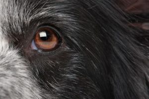 Close-up of a dog eye. Learn to recognize the signs of a dog eye infection. Veterinarians can provide treatment options to help prevent serious damage.