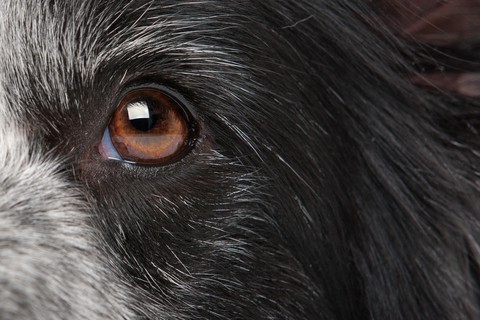 can humans get eye infections from dogs