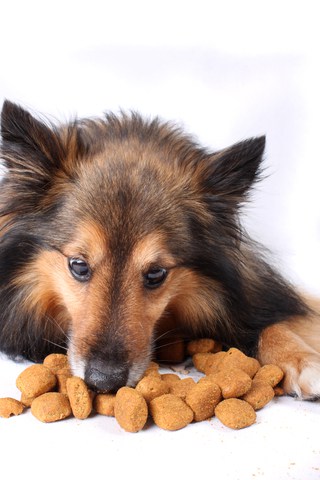 German shepherd eats dog kibble. Under the 25 percent rule for dog food, the food must contain at least 25 percent of the ingredients in the name, not counting water used for processing.