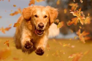 Golden retriever runs through leaves on beautiful fall day. Golden retrievers are on the list of perfect dog breeds for first-time owners.