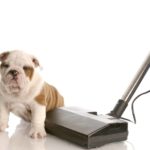 Bulldog puppy sits on vacuum cleaner. To control dog fur, use a pet hair vacuum cleaner.