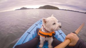 Westie wearing a life jacket sits in the front of a kayak. Kayak with your dog: Keep your dog safe by getting a life jacket making sure there's enough space in the kayak for your pup. 