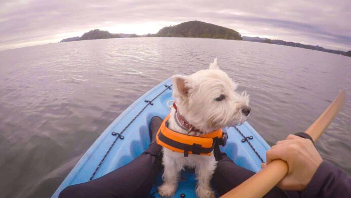 Westie wearing a life jacket sits in the front of a kayak. Kayak with your dog: Keep your dog safe by getting a life jacket making sure there's a enough space in the kayak for your pup.