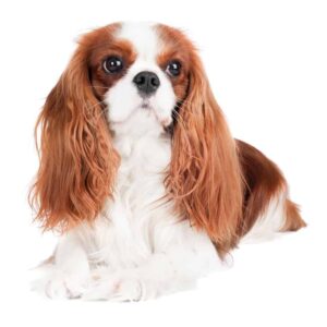 Cavalier King Charles Spaniel on a white background. The Cavalier King Charles Spaniel is one of the low maintenance dog breeds