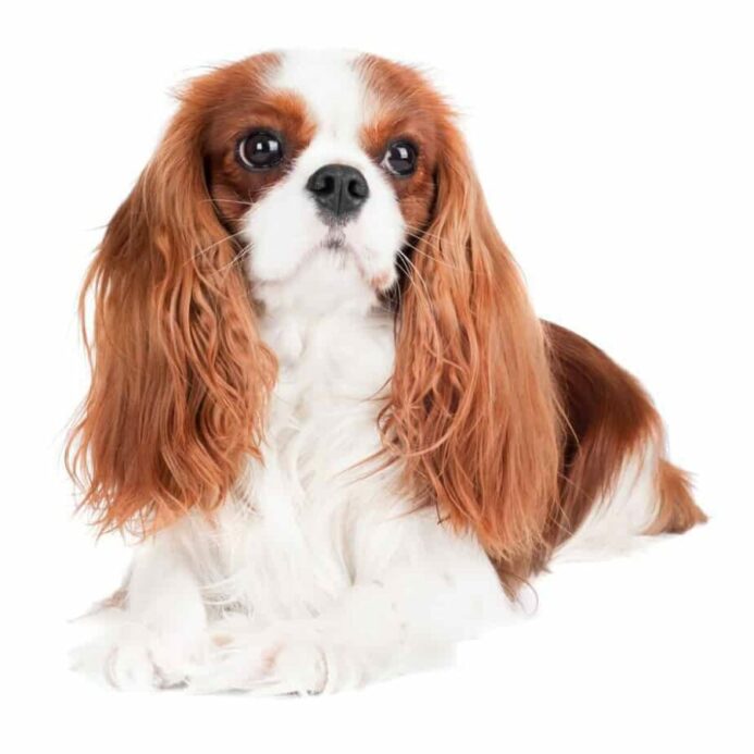 Cavalier King Charles Spaniels are lazy by nature, but they are extremely affectionate and very playful.