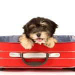 Dog sits in suitcase. Image for Dog Travel Category page.