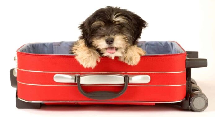 Dog sits in suitcase. Image for Dog Travel Category page.