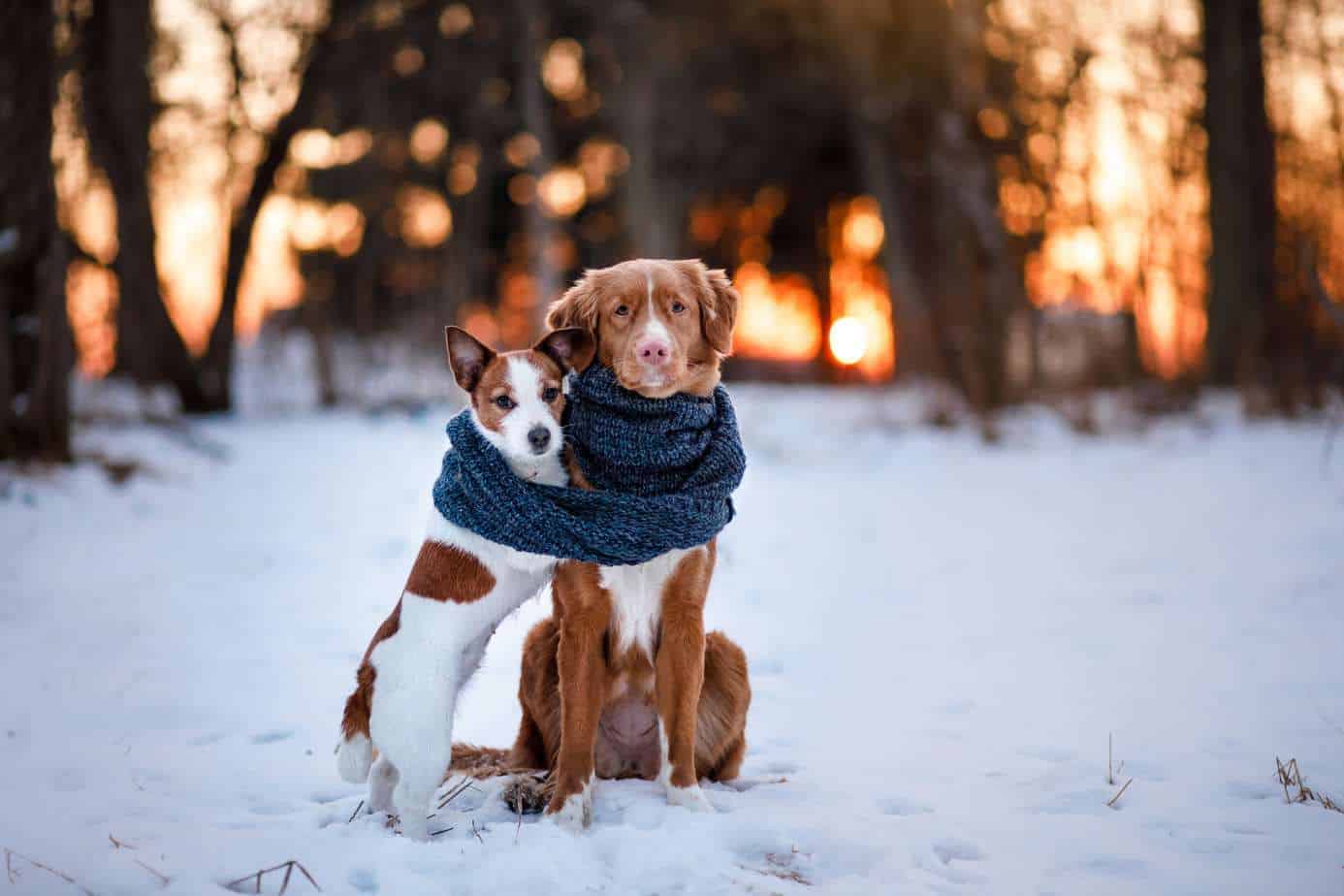 A pair of dogs snuggle together on snowy field. Use our dog winter safety guide to keep your dog safe.