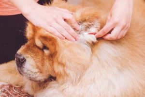 Owner cleans chow chow's ears. Dog ear cleaning guide