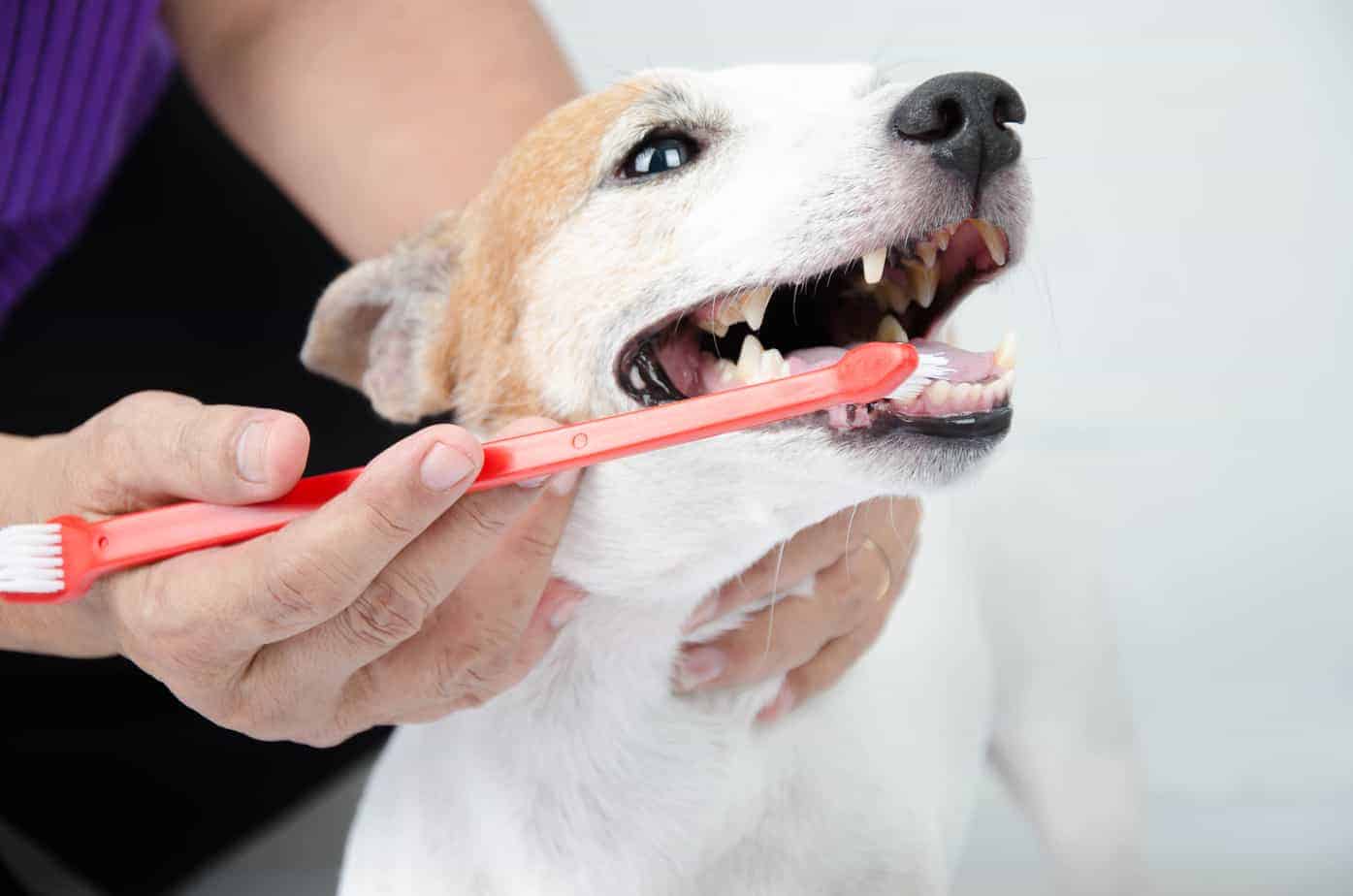 should you brush your dog everyday