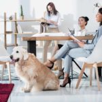 dogs boost work productivity