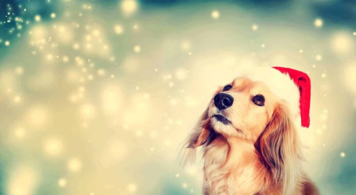 Dog wears a Santa hat on a starry night. Protect your pup from dog holiday dangers.