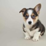 Consider your temperament and finances when considering adopting a dog like this corgi puppy.