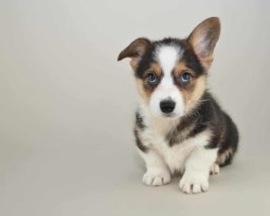 Consider your temperament and finances when considering adopting a dog like this corgi puppy. 