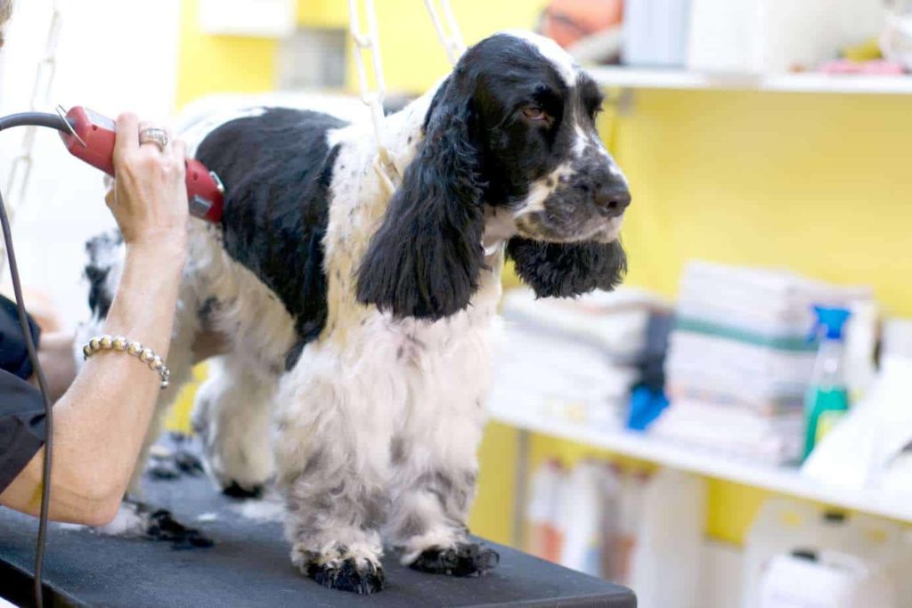 English Springer Spaniel gets its hair trimmed. Dog winter coat maintenance tips: Brush often, bathe rarely, add fish oil supplement to your dog's diet, and provide plenty of water.