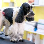 English Springer Spaniel gets its hair trimmed. Dog winter coat maintenance tips suggest keeping your dog's hair trimmed short on his feet and the back of his legs during winter.