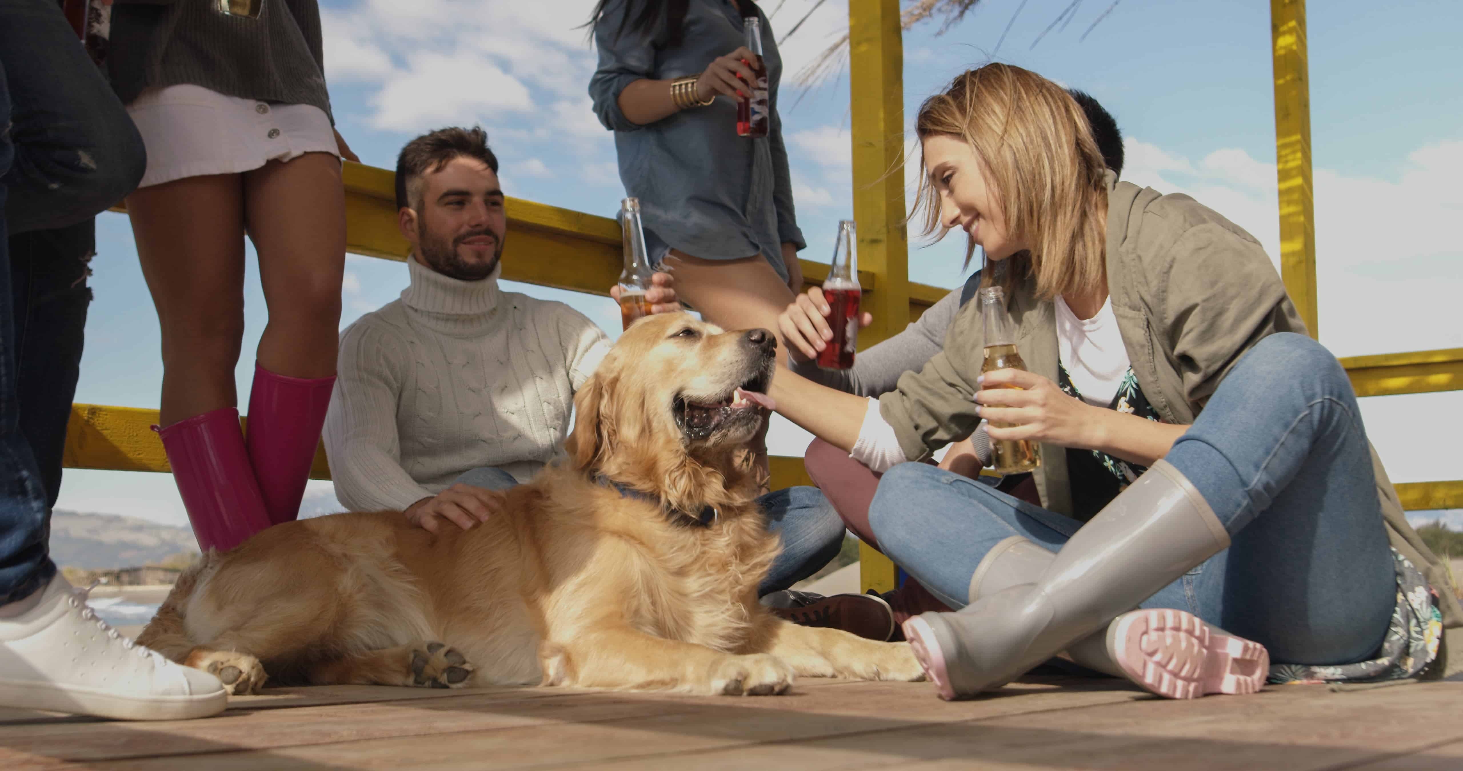 Golden retriever at beach party. Dogs make people more social by serving as icebreakers and conversation starters. They also ease tension and make people feel more calm and assured.