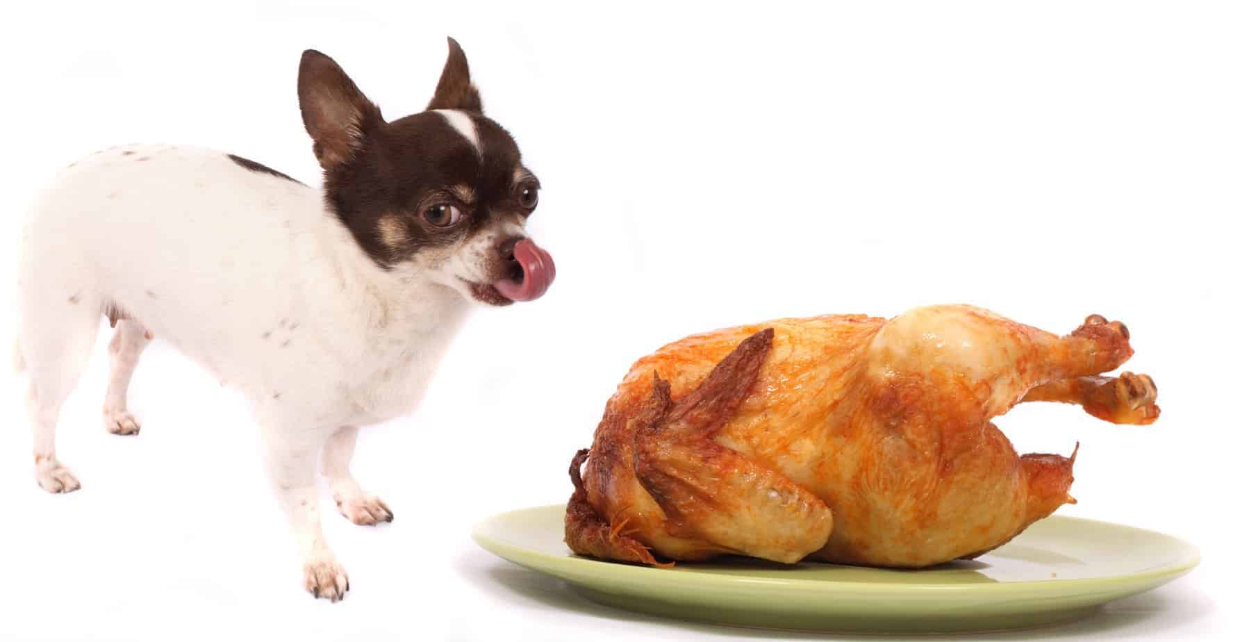 Turn holiday leftovers into pet food - DogsBestLife.com