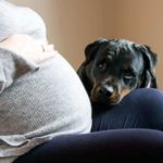 Major life changes: Prepare your dog for the arrival of a new baby. Rottweiler snuggles with pregnant owner.