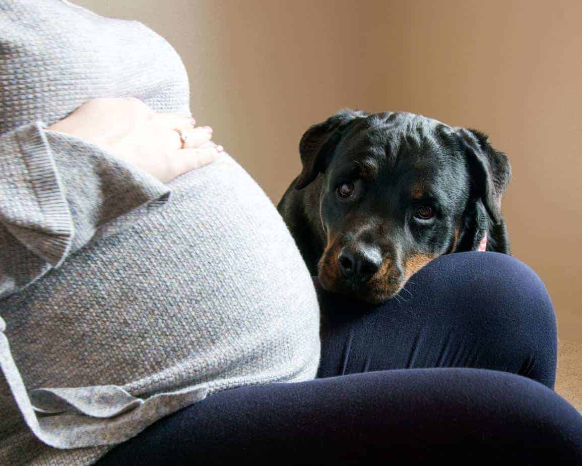 do dogs get clingy when pregnant