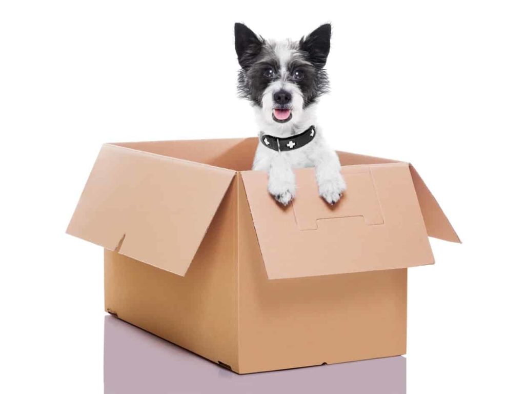 Puppy in moving box. Moving with your pet involves keeping your dog safe and comfortable and understanding their behavior may change as they struggle with the move.