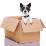 Puppy in moving box. Moving with your pet involves keeping your dog safe and comfortable and understanding their behavior may change as they struggle with the move.