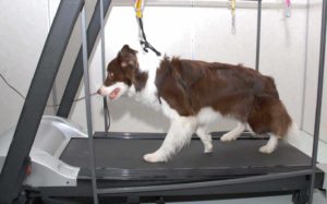 Winter dog exercise: Border collie uses a treadmill