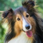 Happy collie. Therapeutic cannabis for dogs: Reduce stress and anxiety, ease pain and inflammation with naturally-therapeutic treatments.