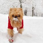 dog fashion: Brussels griffon wears coat and boots to ward off the cold.