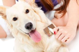 Dog hygiene: Woman brushes her golden doodle.