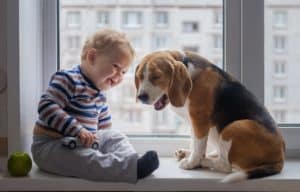 Baby and beagle sit in apartment window. Choose the right dogs for apartment living.