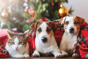 cbd oil eases pet holiday stress: cat and two dogs under the Christmas tree