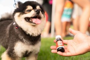 CBD oil eases pet holiday stress: Human holds bottle of CBD oil as dog looks on