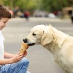 Boy feeds golden retriever ice cream. take some time to train your dog to be polite — or at least indifferent — to strangers.
