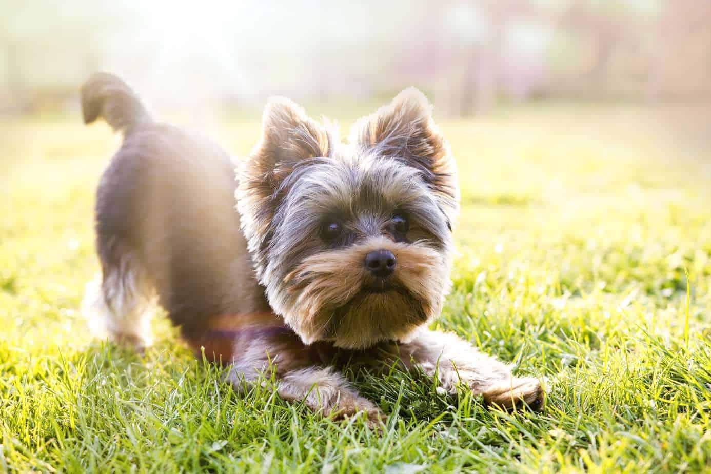 Yorkshire terrier ready to play. Common Yorkshire terrier health problems: Bad knees, skin allergies, retinal dysplasia, collapsed tracheas and more.