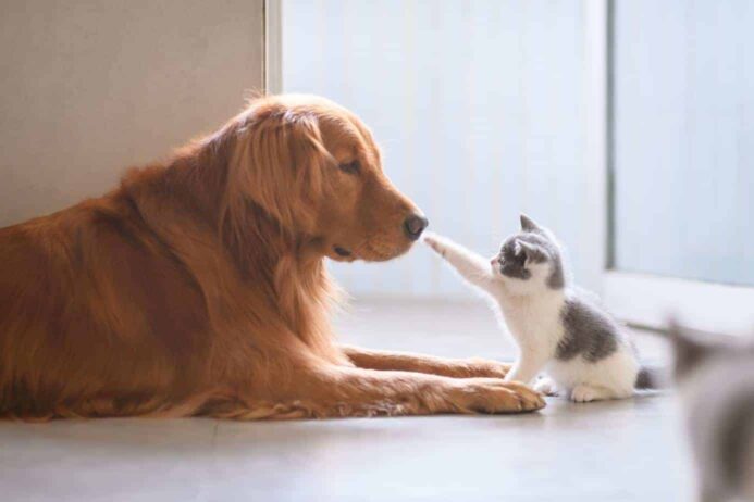 Golden retriever meets kitten. Train dog and cat to live peacefully together.