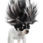 clean up dog hair: chihuahua with crazy hair