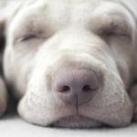 Weimaraner puppy sleeping. Dog sleep behavior: Most puppies sleep up to 20 hours a day.