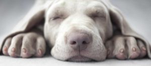 Weimaraner puppy sleeping. Dog sleep behavior: Most puppies sleep up to 20 hours a day.