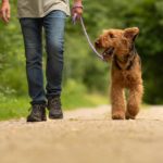 Man walks Vizsla. Dogs save lives by boosting exercise.